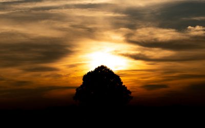 Licht